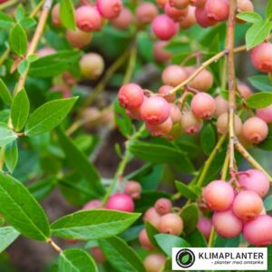 Pink blåbær, pink lemonade, søde store blåbær. vokser bedst i en jord med pH omkring 5-5.5 https://klimaplanter.dk/product/blaabaer-pink-lemonade/
