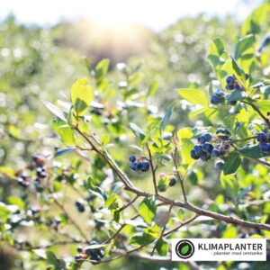 sorten little blue wonder er en lav blåbær ideal at plante tæt på andre blåbær da de andre sorter af storfrugtet blåbær ofte bliver noget højere og bliver meget åbne i bunden og derved kan der let komme ukrudt som denne sort kan modvirke. bærrene er tilsvarende mindre men de smager også mere intents af blåbær. aromatiske og søde https://klimaplanter.dk/product/little-blue-wonder-blaabaer/