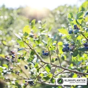 sorten little blue wonder er en lav blåbær ideal at plante tæt på andre blåbær da de andre sorter af storfrugtet blåbær ofte bliver noget højere og bliver meget åbne i bunden og derved kan der let komme ukrudt som denne sort kan modvirke. bærrene er tilsvarende mindre men de smager også mere intents af blåbær. aromatiske og søde https://klimaplanter.dk/product/little-blue-wonder-blaabaer/