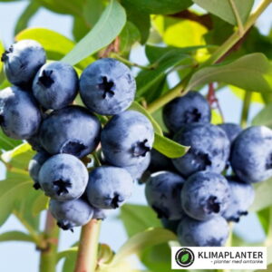 Sorten Brigitta blue laver store mørkeblå bær, bærrene er aromatiske og smager dejligt. højt udbytte https://klimaplanter.dk/product/blaabaer-brigitta-blue/