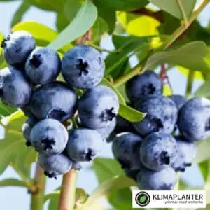 Sorten Brigitta blue laver store mørkeblå bær, bærrene er aromatiske og smager dejligt. højt udbytte https://klimaplanter.dk/product/blaabaer-brigitta-blue/