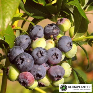 storfrugtet blåbær Elizabeth/Blue dessert. højt udbytte af store velsmagende og aromatiske mørkeblå bær. https://klimaplanter.dk/product/blue-dessert-blaabaer/