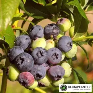 storfrugtet blåbær Elizabeth/Blue dessert. højt udbytte af store velsmagende og aromatiske mørkeblå bær. https://klimaplanter.dk/product/blue-dessert-blaabaer/