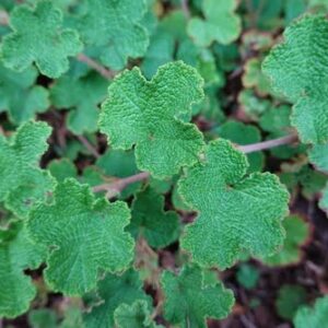 Rubus Calycinoides Emerald carpet Bunddække hindbær