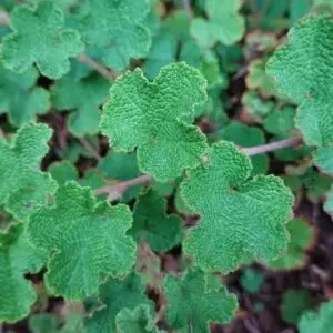 Rubus Calycinoides Emerald carpet Bunddække hindbær