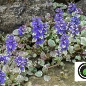 Krybende læbeløs (Ajuga reptans)