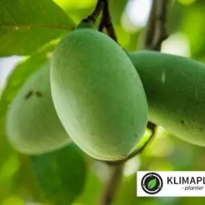 asimina triloba overleese