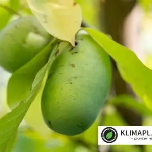 asimina triloba davis