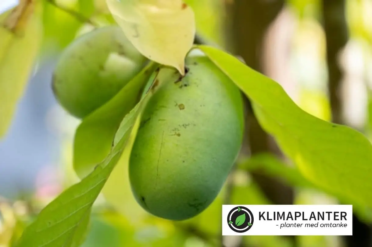 asimina triloba davis