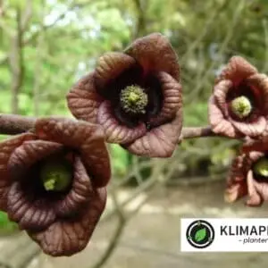 asimina triloba flower