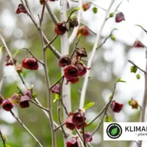 asimina triloba flower