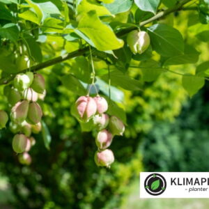 Blærenød Staphylea pinnata