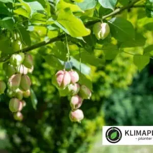 Blærenød Staphylea pinnata