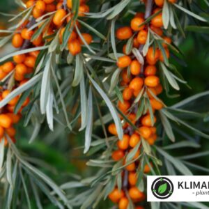 Havtorn 'Hergo' Hippophae rhamnoides Hunplante