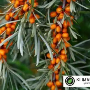 Havtorn 'Hergo' Hippophae rhamnoides Hunplante