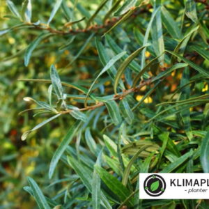 Havtorn Pollmix: Hippophaë rhamnoides