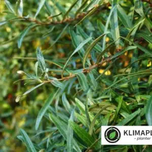 Havtorn Pollmix: Hippophaë rhamnoides