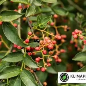 Szechuan peber (Zanthoxylum simulans) pebertræ