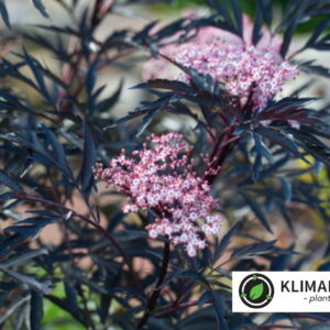 Hyld ‘Black Lace’ (Sambucus nigra)