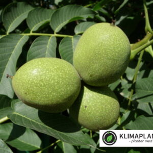 Valnød 'Lara' (Juglans regia)