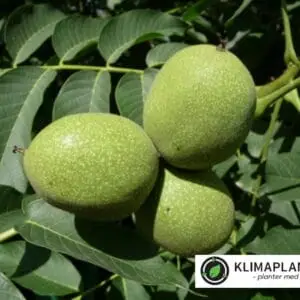 Valnød 'Lara' (Juglans regia)