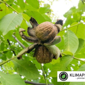 Valnød 'Broadview' (Juglans regia)