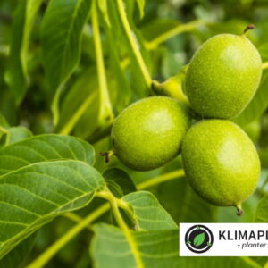 Valnød 'Jupiter' (Juglans regia)