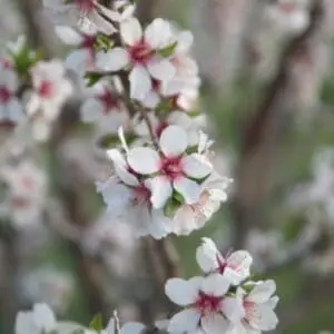 Boskoop Glory' Vindrue