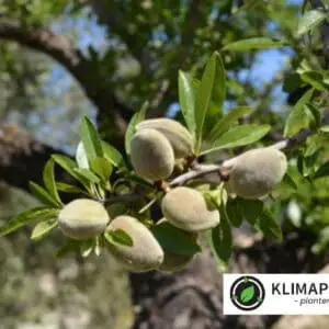 mandeltræer med mandler på Sødmandel 'Robijn' Prunus dulcis