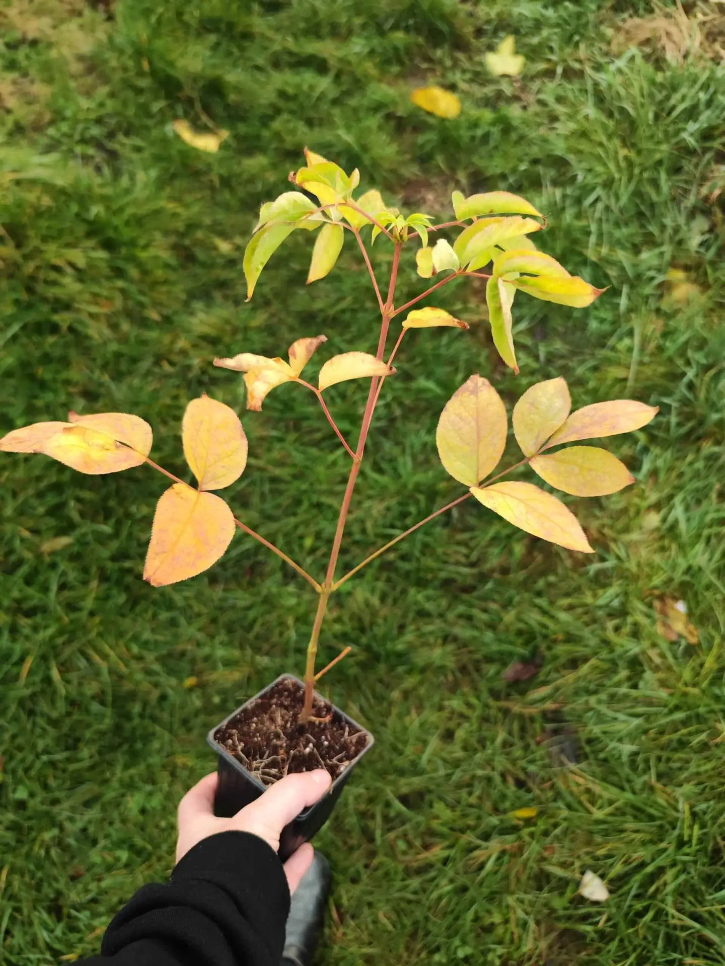 Blærenød Staphylea pinnata Blærenød Staphylea pinnata