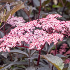 Hyld 'Black Beauty' (Sambucus nigra) Øko