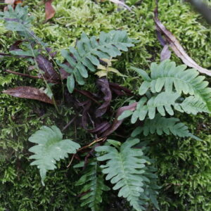Engelsød (Polypodium vulgare)