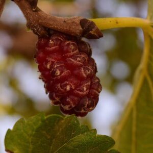 Rød Morbær (Morus rubra)