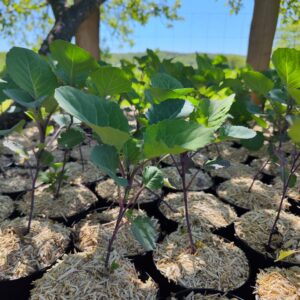 Flerårig grønkål Tauton Deane