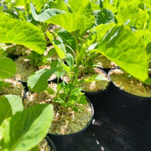 Flerårig grønkål 'Chou Daubenton'