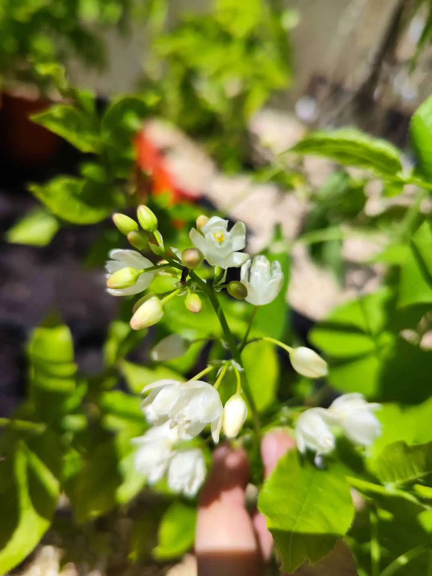 ‘Boskoop Glory’ Vindrue ‘Boskoop Glory’ Vindrue