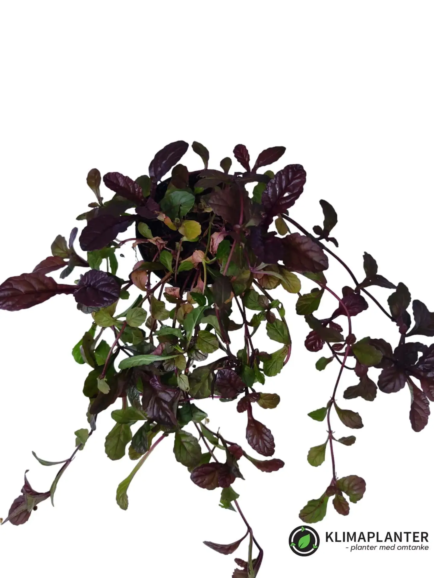 Krybende læbeløs (Ajuga reptans)