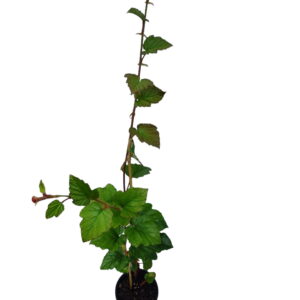 rubus tricolor Kinesisk hindbær