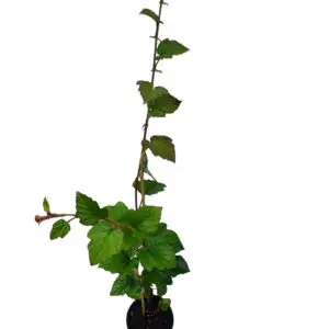 rubus tricolor Kinesisk hindbær