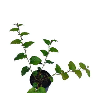 Bunddække Hindbær 'Betty Ashburner' (Rubus pentalobus)