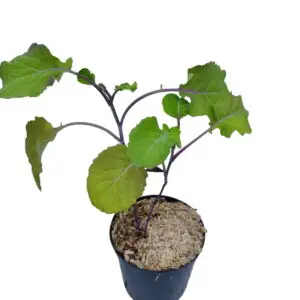 flerårgie kål tauton deane