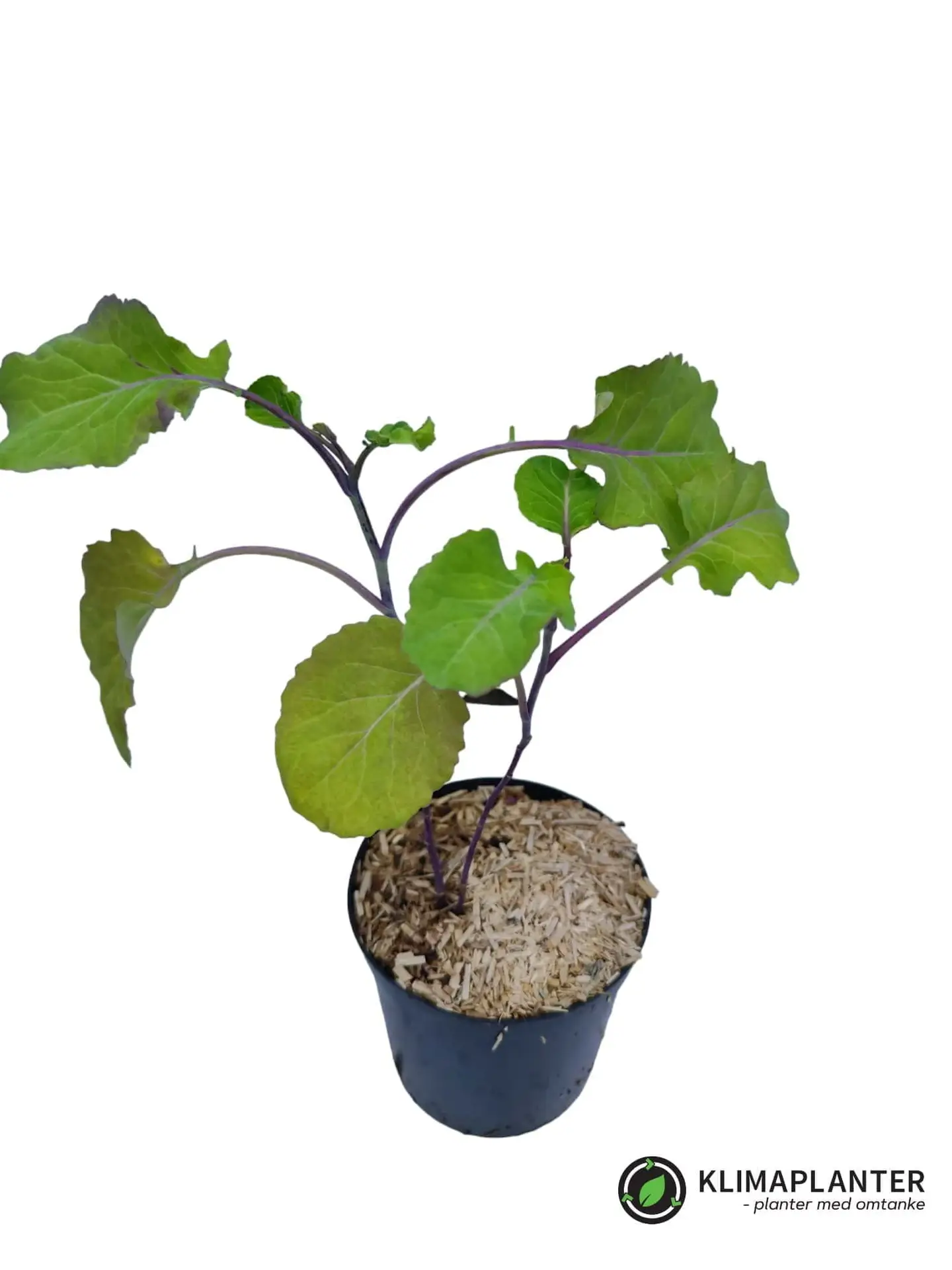 Flerårig grønkål 'Tauton Deane'