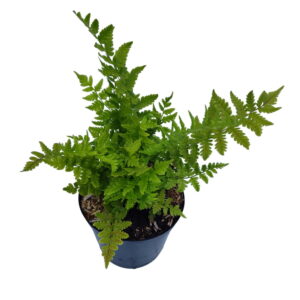 Strudsevingebregne (Matteuccia struthiopteris)