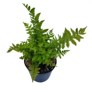 Strudsevingebregne (Matteuccia struthiopteris)