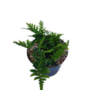 Engelsød (Polypodium vulgare)
