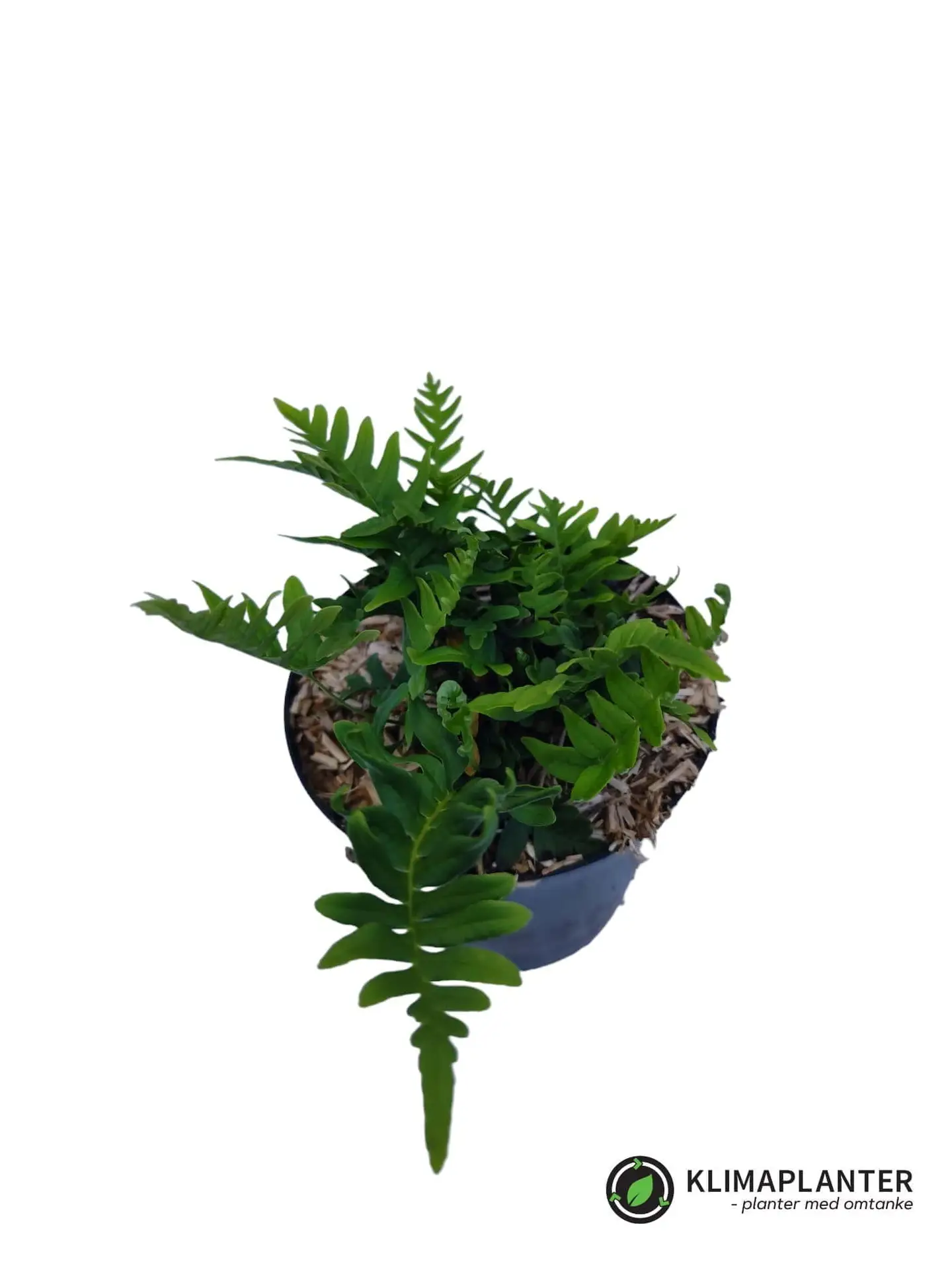 Englesød (Polypodium vulgare)
