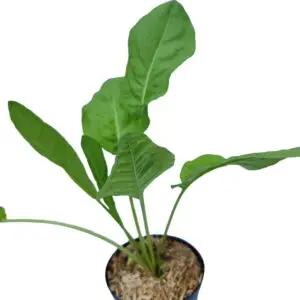 Engelsk spinat (Rumex patientia) Patientkål