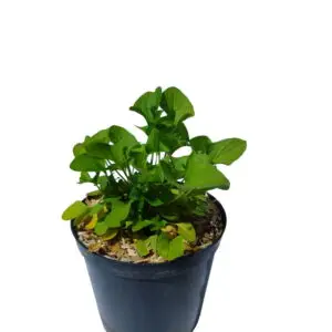 Stolthenriks gåsefod