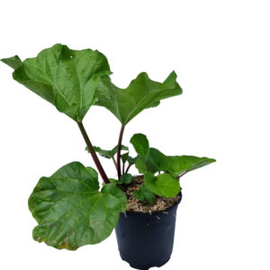 rabarber 'Sutton Seedless' (Rheum rhabarbarum)