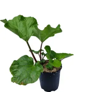 rabarber 'Sutton Seedless' (Rheum rhabarbarum)